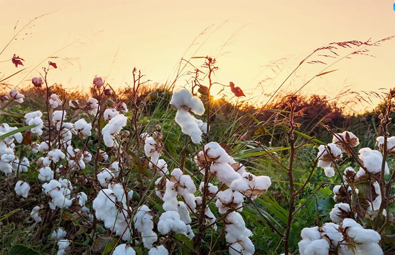 landu- cotton-Product